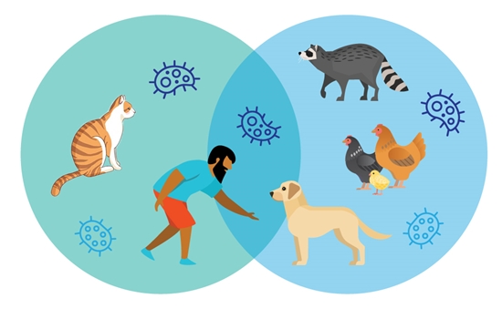 بیماری‌های چشمی مشترک انسان و حیوان 